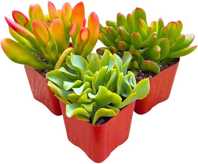 Succulents Plants Live Jade Plant 2" 3-Pack Mystery Collection, Live Jade Plant Starter Collection, Live Succulent Plants in Grower Pots with Succulent Soil Mix by The Succulent Cult