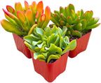 Succulents Plants Live Jade Plant 2" 3-Pack Mystery Collection, Live Jade Plant Starter Collection, Live Succulent Plants in Grower Pots with Succulent Soil Mix by The Succulent Cult