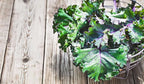 Gaea's Blessing Seeds - Kale Seeds - Red Russian - Non-GMO Seeds with Easy to Follow Planting Instructions - Open Pollinated - Untreated - 94% Germination Rate