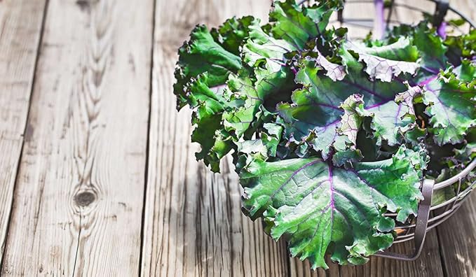 Gaea's Blessing Seeds - Kale Seeds - Red Russian - Non-GMO Seeds with Easy to Follow Planting Instructions - Open Pollinated - Untreated - 94% Germination Rate