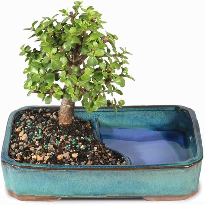 Brussel's Bonsai Live Dwarf Jade Bonsai Tree, Indoor - Medium, 4 Years Old, 8 to 12 Inches Tall - Jade Tree in Decorative Water Bonsai Pot