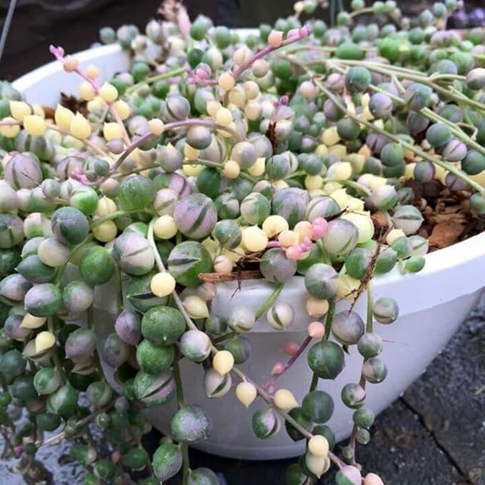 Variegated String of Pearls Plant Live, Rare Succulent Trailing Vine in Pot, Indoor Houseplant