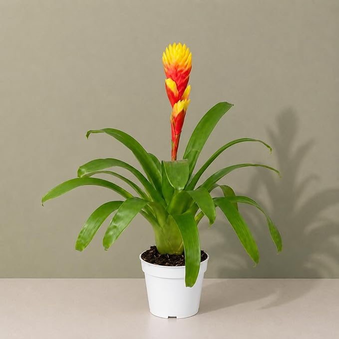 Bromeliad Tosca Live Plant with Flower, Bromeliads Live Plant, Flowering Indoor Plants, Perfect Mothers Day Plants Gift, Colorful Live Plants
