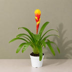 Bromeliad Tosca Live Plant with Flower, Bromeliads Live Plant, Flowering Indoor Plants, Perfect Mothers Day Plants Gift, Colorful Live Plants