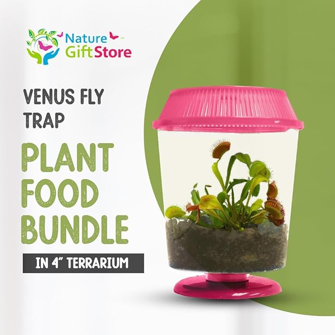Venus Fly Trap Live Plant with 4.5" Pink Terrarium + Carnivorous Plants Food Bundle with Feeding Tweezers - Carnivorous Plant Soil and Live Venus Flytrap