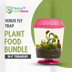 Venus Fly Trap Live Plant with 4.5" Pink Terrarium + Carnivorous Plants Food Bundle with Feeding Tweezers - Carnivorous Plant Soil and Live Venus Flytrap