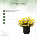 Live Flowering Osteospermum Plant - Yellow (3 Plants Per Pack) - Beautiful African Daisies - Early Spring Color - 12" Tall by 5" Wide in 1 Qt Pot