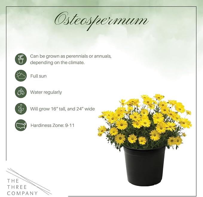 Live Flowering Osteospermum Plant - Yellow (2 Plants Per Pack), Beautiful African Daisies, Early Spring Color, 12" Tall by 5" Wide in 1 Qt Pot