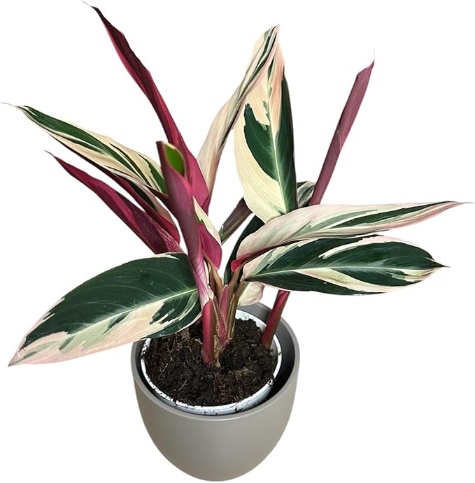 Live Plant Stromanthe Triostar, Pet-Friendly, Tricolor Prayer Plant, 12-16" Tall, Indoor Plant, Easy to Care, Rare Plant, 4.7 inch Decorative Pot (Slate)