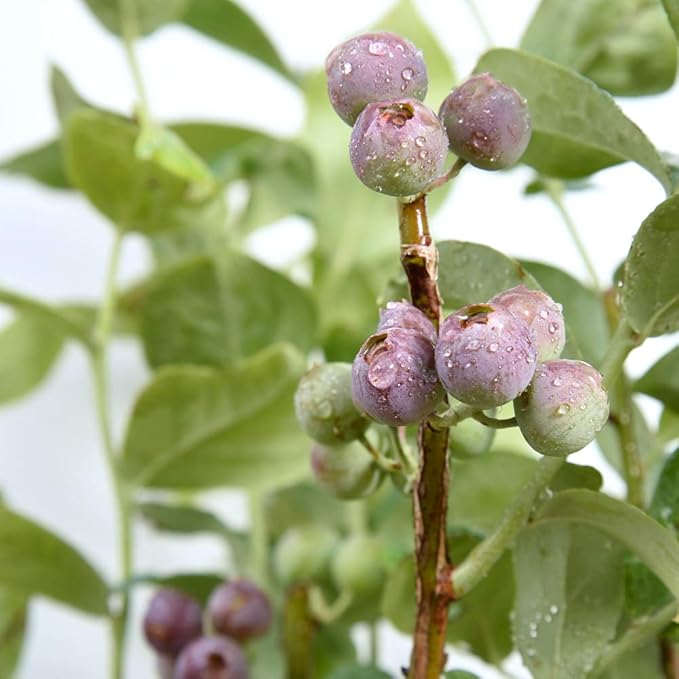 Perfect Plants Premier Blueberry Bush 1 Gallon | Live Plant for Outdoor Planting | Low Maintenance | Delicious Edible Blue Berry Fruit Tree