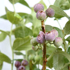 Perfect Plants Premier Blueberry Bush 3 Gallon | Live Plant for Outdoor Planting | Low Maintenance | Delicious Edible Blue Berry Fruit Tree