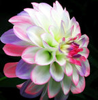 100+ Rare Mix Color Dahlia Pompon Flower Seeds Heirloom Variabilis Beautiful Annual for Planting Outdoor Gardens Yards