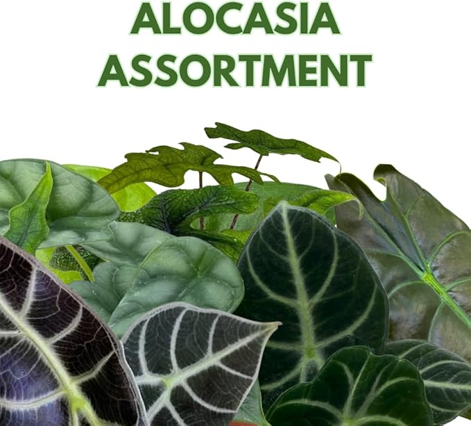 BubbleBlooms Jewel Alocasia Assortment, 3 Different Alocasias in 4 inch pots Grower's Choice