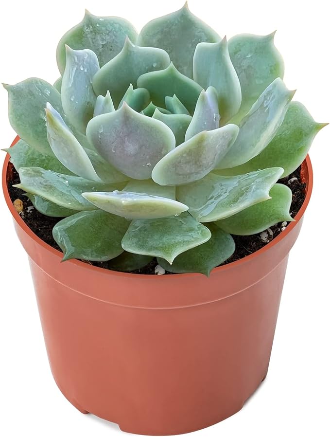 Sprout N Green Echeveria 'Lola', Live Succulent Plant Fully Rooted in 4" Planter with Soil, Home Office Indoor Outdoor Wedding Decoration DIY Projects Party Favor