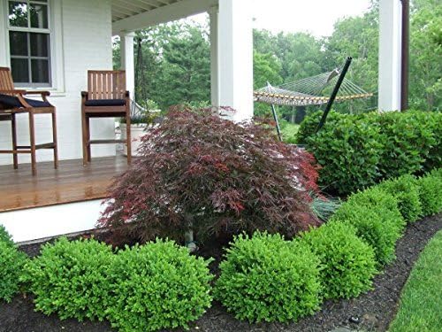 Two Green Velvet Boxwoods - 2 Live Evergreen Plants Shipped 6-8" Tall by DAS Farms