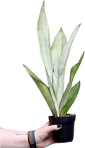 PLANTVERS Sansevieria Masoniana in a 3" Nursery Pot | 1 Plant Moonshine Snake Plant | Air Purifying | Low Light Houseplants | Cat Safe Plant