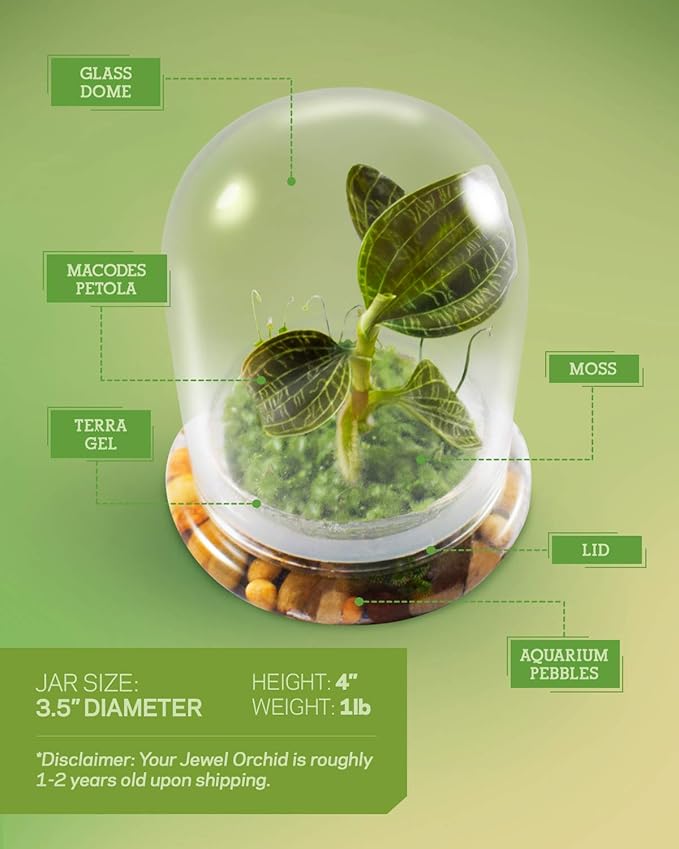 Bloomify Jewel Orchid [Macodes sanderiana/petola] Live Orchid in Self-Sustaining Ecosystem, 100% Maintenance Free Healthy Terrarium Plants Guarantee. (M. petola with Moss)