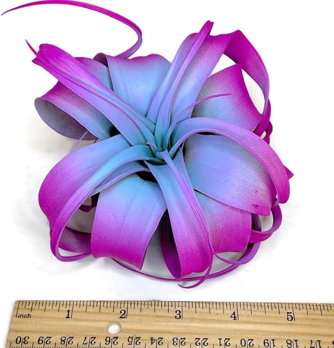 XL Xerographica Colored Air Plant, Live Tillandsia House Plant, Easy Care Indoor Outdoor, Great Gift, Healthy Arrival Guaranteed (Rainbow)