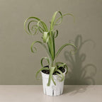 Large Tillandsia Curly Slim Live Air Plant, Potted Air Plants Live Houseplants, Indoor Large Air Plants, Airplant Can be in Pot or Air, Tillandsia House Plants Live