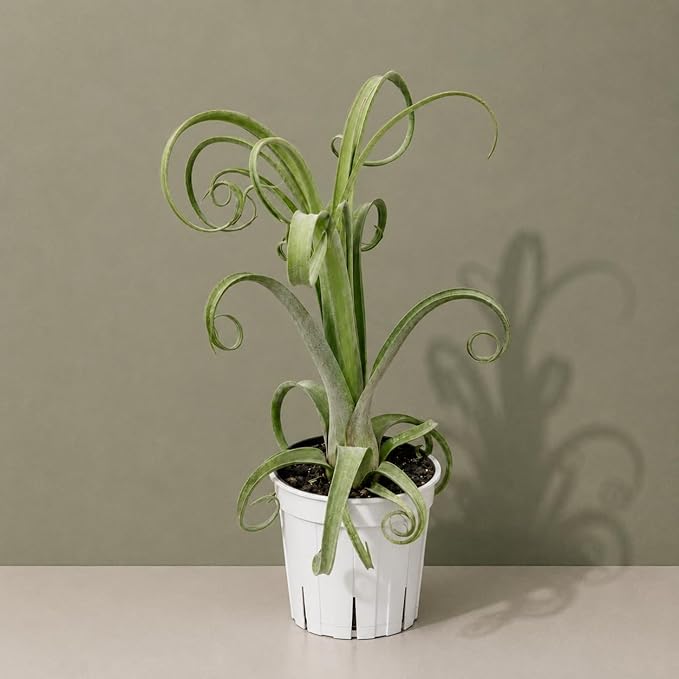 Large Tillandsia Curly Slim Live Air Plant, Potted Air Plants Live Houseplants, Indoor Large Air Plants, Airplant Can be in Pot or Air, Tillandsia House Plants Live