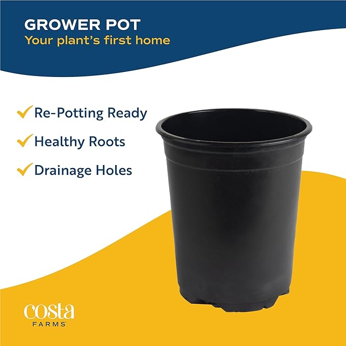 Costa Farms Coreopsis Live Outdoor Plants (2-Pack), Colorful Perennial Flowers in 2-Qt. Grow Pots, Sun-Loving Long-Blooming Tickseed for Garden Beds, Borders, and Patio, Attracts Pollinators