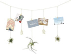 Newwe 5 Stars Kit Hanging Air Plant Holder Wall Gold Airplant Rack with Chains Home Wall Decor Boho Room Decoration Christmas Ornaments