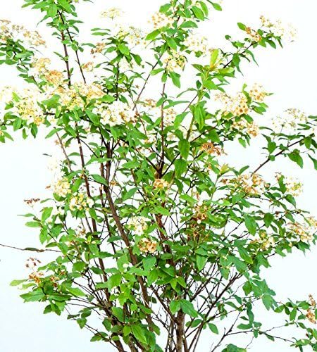 Bridal Wreath Spirea - Size: 1 Gallon, Live Plant, Includes Special Blend Fertilizer & Planting Guide