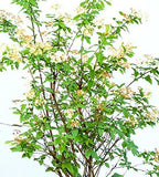 Bridal Wreath Spirea - Size: 1 Gallon, Live Plant, Includes Special Blend Fertilizer & Planting Guide