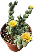 Live Succulent Cactus Plants (4" Pot Corpuscularia Lehmannii Ice Plant)