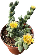 Live Succulent Cactus Plants (4" Pot Corpuscularia Lehmannii Ice Plant)