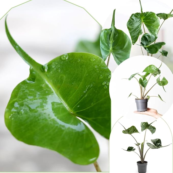 2 Pointed Leaf Alocasia Plants Live Houseplant for Indoor Outdoor Growing, 4 to 8 Inches Tall, Rare and Hardy