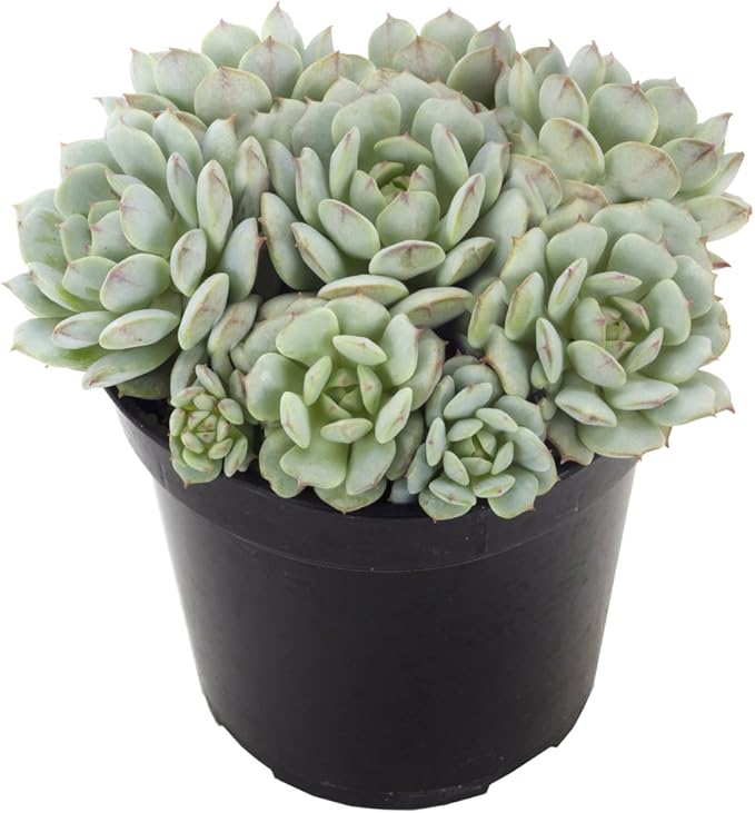Altman Plants, Echeveria Succulents Live Plants (3 Pack) Assorted 3.5" Potted Succulents Plants Live House Plants in Cacti and Succulent Soil, Wedding Party Favors Cactus Plants Live Indoor Plants