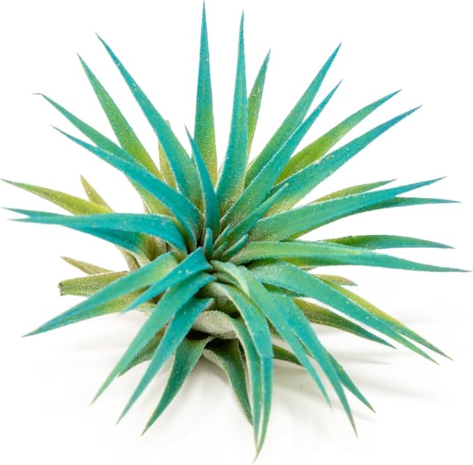 Teal Blue Colorful Tillandsia Air Plants - Long Lasting Color Enhanced Live Tillandsia Succulent House Plants - Home and Garden Decor - Easy Care Indoor and Outdoor (Ionantha Rubra, Single)