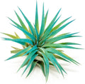 Teal Blue Colorful Tillandsia Air Plants - Long Lasting Color Enhanced Live Tillandsia Succulent House Plants - Home and Garden Decor - Easy Care Indoor and Outdoor (Ionantha Rubra, Single)