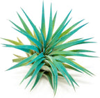 Teal Blue Colorful Tillandsia Air Plants - Long Lasting Color Enhanced Live Tillandsia Succulent House Plants - Home and Garden Decor - Easy Care Indoor and Outdoor (Ionantha Rubra, Single)