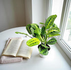 Live Plant, Lemon Lime Maranta Prayer Plant, Pet Friendly, Air Purifying, Easy Care, 12-16 inch Tall, Easy to Grow Rare Indoor Plant, Houseplant, 4 inch Pot by Hopewind Plants Shop