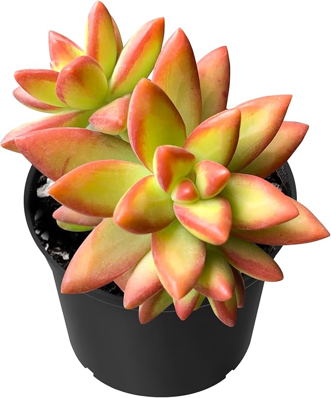 Sprout N Green Sedum Adolphi 'Firestorm', Pets Friendly Live Mini Succulent Plant Fully Rooted in 2" Starter Pot, Real House Plant for Indoor Outdoor Home Office Wedding Decoration Party Favor