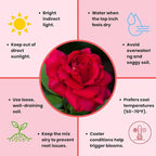 Rose Live Plant, Roses Flower Plant, Fragrant Flower for Planting, 4-6 Inches Tall, Bush Shrub Plants, Well Rooted, Ready to Grow (Red Rose)