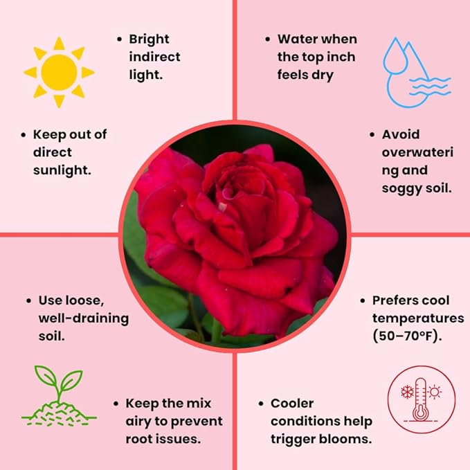 Rose Live Plant, Roses Flower Plant, Fragrant Flower for Planting, 4-6 Inches Tall, Bush Shrub Plants, Well Rooted, Ready to Grow (Red Rose)