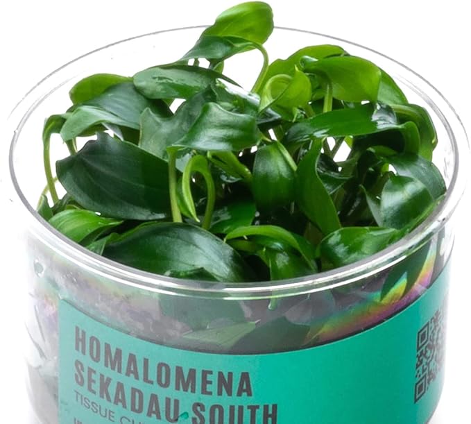 Ultum Nature Systems Homalomena Sp. Sekadau South Tissue Culture Live Plant for Aquarium, Aquascape, Freshwater Fish Tanks - 100% Snail Free in Vitro