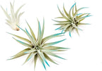 Teal Blue Colorful Tillandsia Air Plants - Long Lasting Color Enhanced Live Tillandsia Succulent House Plants - Home and Garden Decor - Easy Care Indoor and Outdoor (Harrisii, Single)