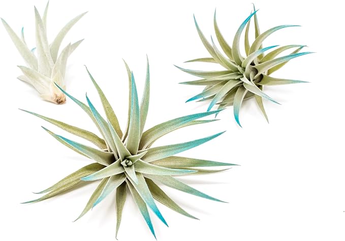 Teal Blue Colorful Tillandsia Air Plants - Long Lasting Color Enhanced Live Tillandsia Succulent House Plants - Home and Garden Decor - Easy Care Indoor and Outdoor (Harrisii, Pack of 3)