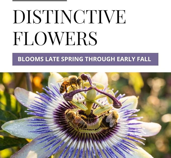 Passion Flower Seeds 50+ Pack Grow Exotic Passion Vine Climbing Flowers for Trellis Fence or Containers Bonsai Option Fast Growing Ornamental Garden Plant
