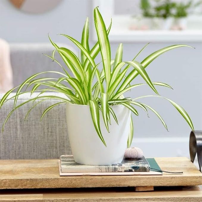 American Plant Exchange Spider Plant – Live Indoor Houseplant, 4-Inch Pot – Air-Purifying Chlorophytum Plant for Home, Office, and Indoor Décor