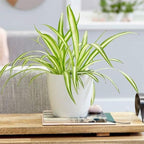 American Plant Exchange Spider Plant – Live Indoor Houseplant, 4-Inch Pot – Air-Purifying Chlorophytum Plant for Home, Office, and Indoor Décor