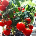 Seeds Indoor Tomato Bonsai 30 Seeds for Planting Dwarf Tomato for Growing Indoors