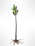 AquaGardens | Red Mangrove | Live Plant (3 Small + Heat)