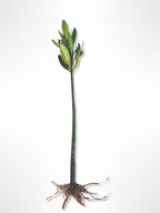 AquaGardens | Red Mangrove | Live Plant (3 Small + Heat)