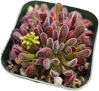 Live Cactus and Succulent Plants (2" Pot Crassula Pubescens)