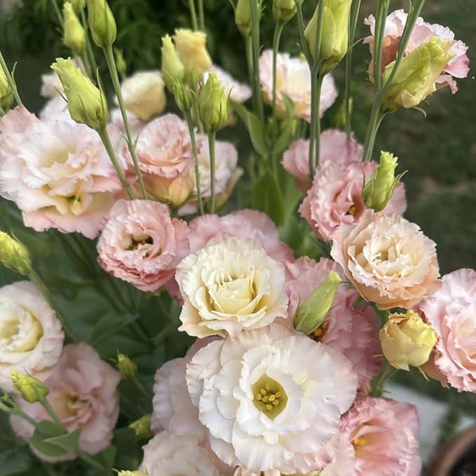 Eustoma Lisianthus Plant Live, Lisianthus Flowers Well Rooted Plug 2-3 Inch Height, Lisianthus Thornless Roses Seedling (Pink Yellow Lisianthus)